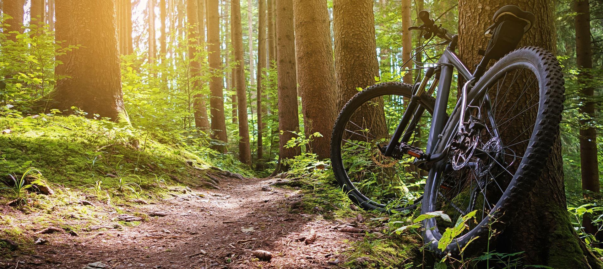 Bicicletta noleggata al noleggio Delpero appoggiata ad un albero