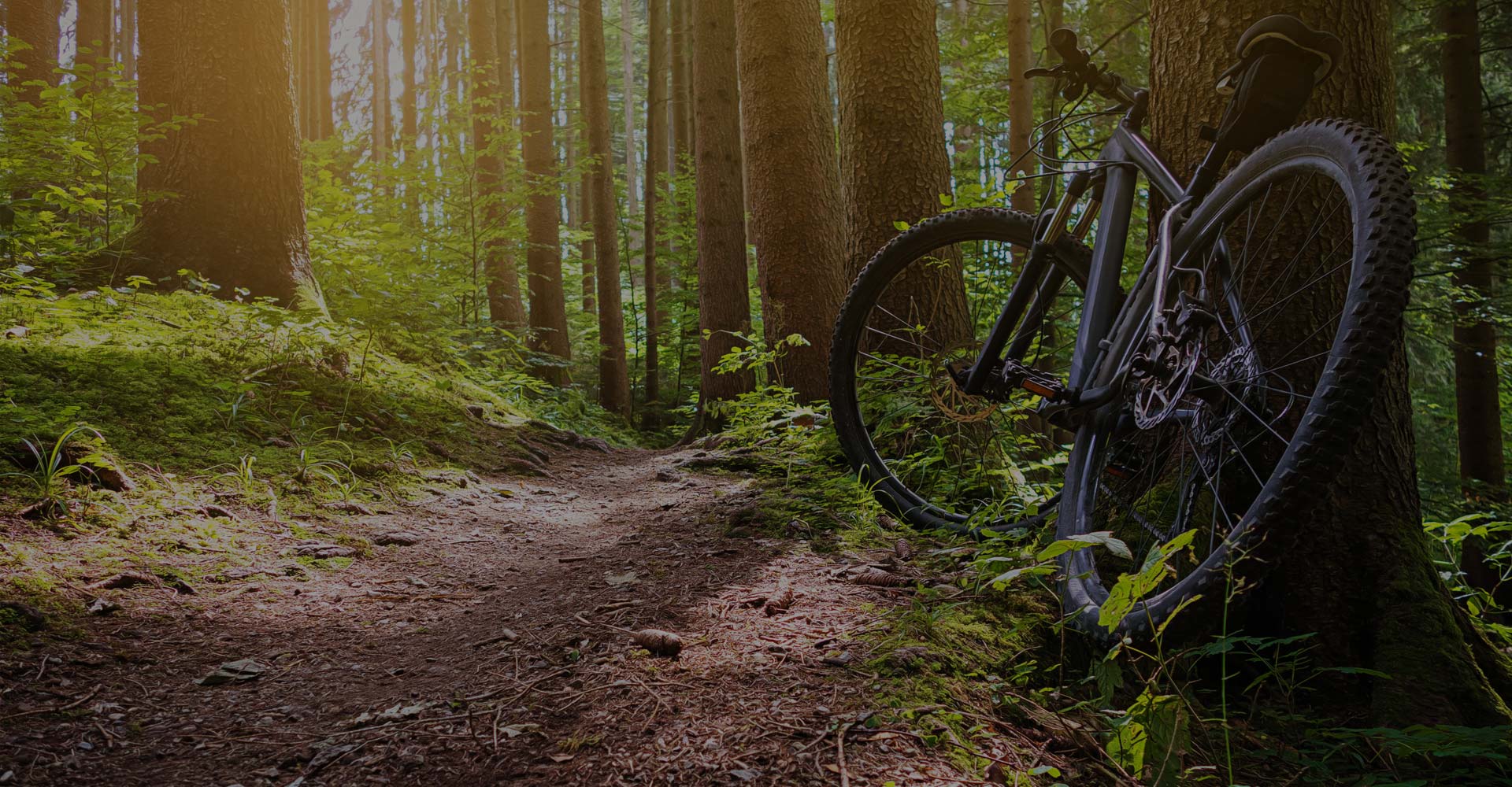 Bicicletta noleggata al noleggio Delpero appoggiata ad un albero